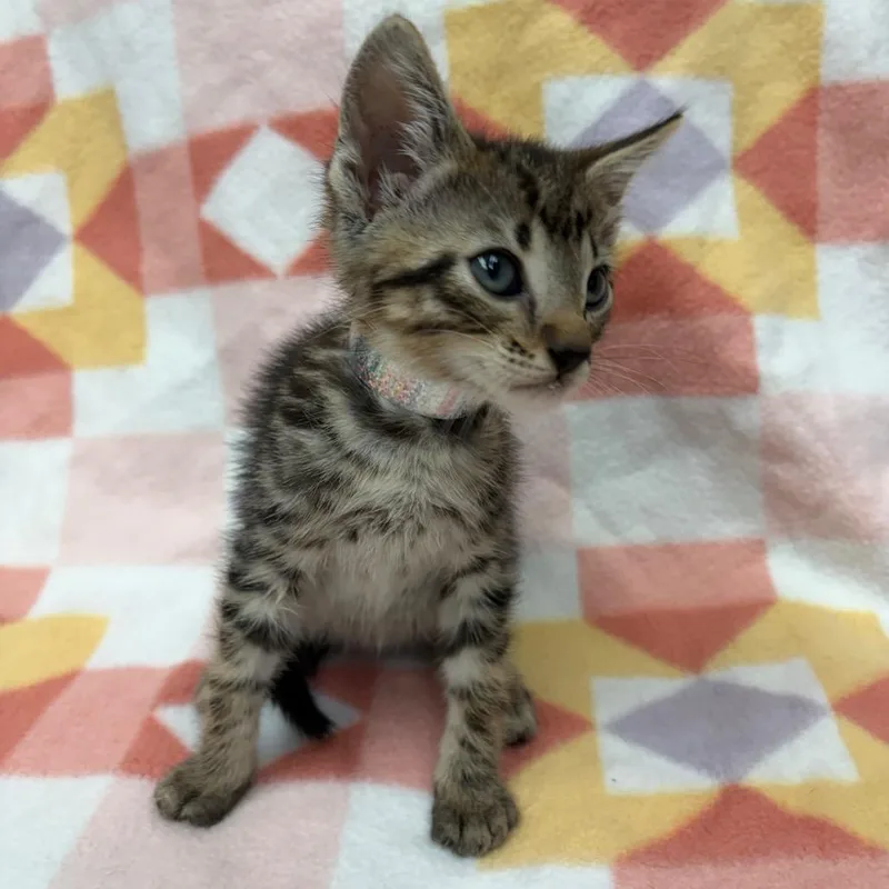 A baby small-sized male Brown / Chocolate Domestic Short Hair cat named Oliver for adoption in West Point, MS