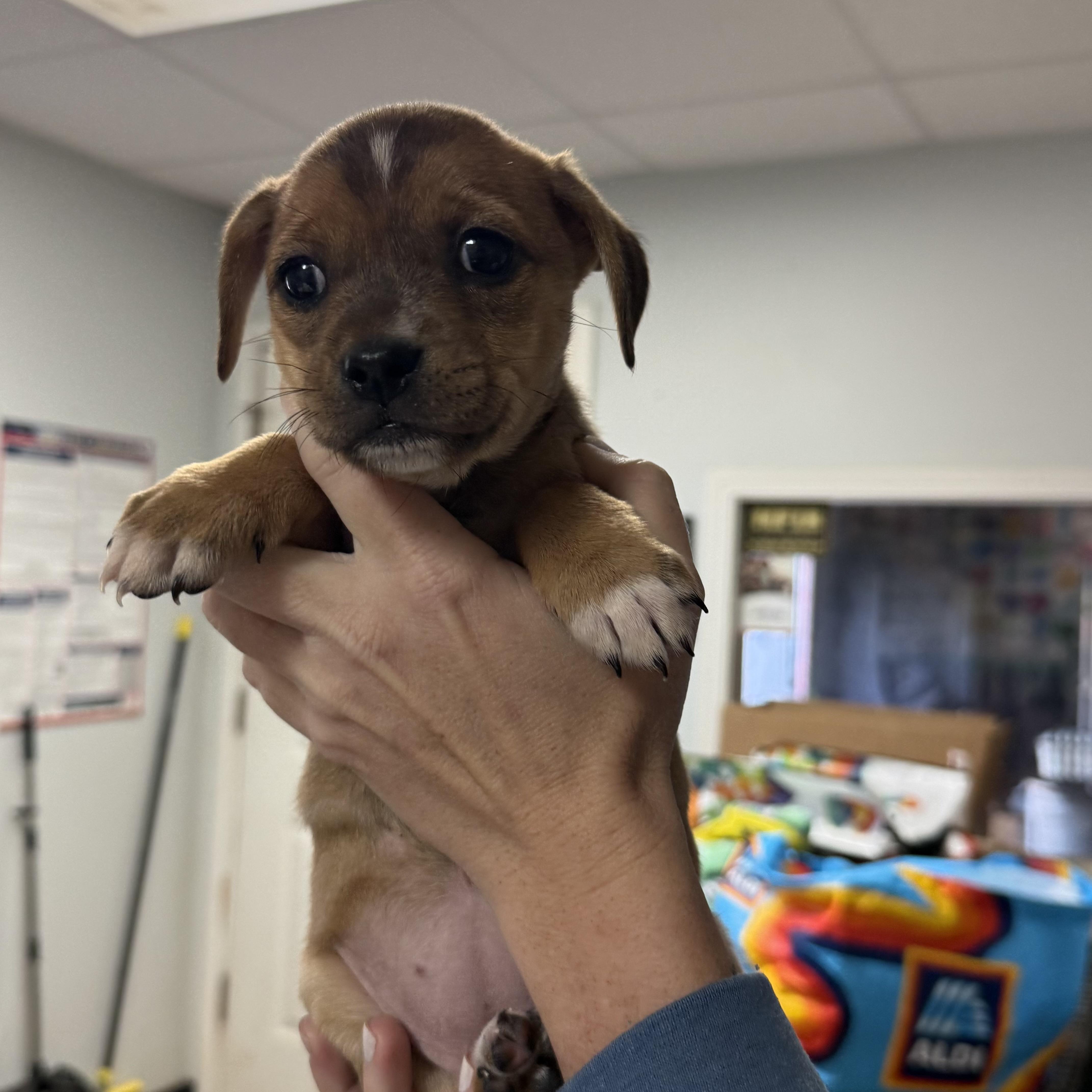 Biggie Bag thumbnail 2