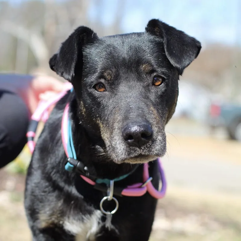 Biggie Bag thumbnail 3