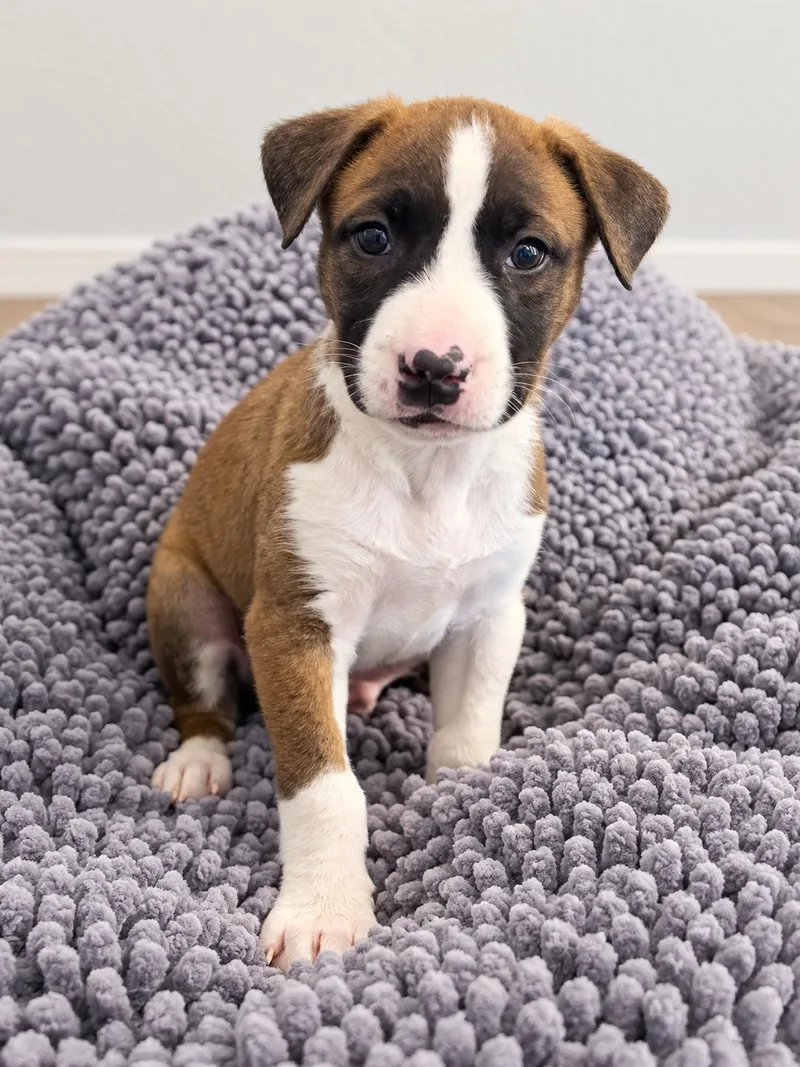 A baby medium-sized male Tricolor (Brown, Black, & White) Labrador Retriever dog named Milky Way for adoption in Greensboro, NC
