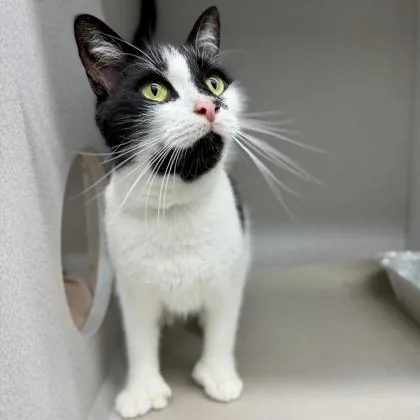 An adult small-sized male White Domestic Short Hair cat named Morpheus for adoption in Atlanta, GA