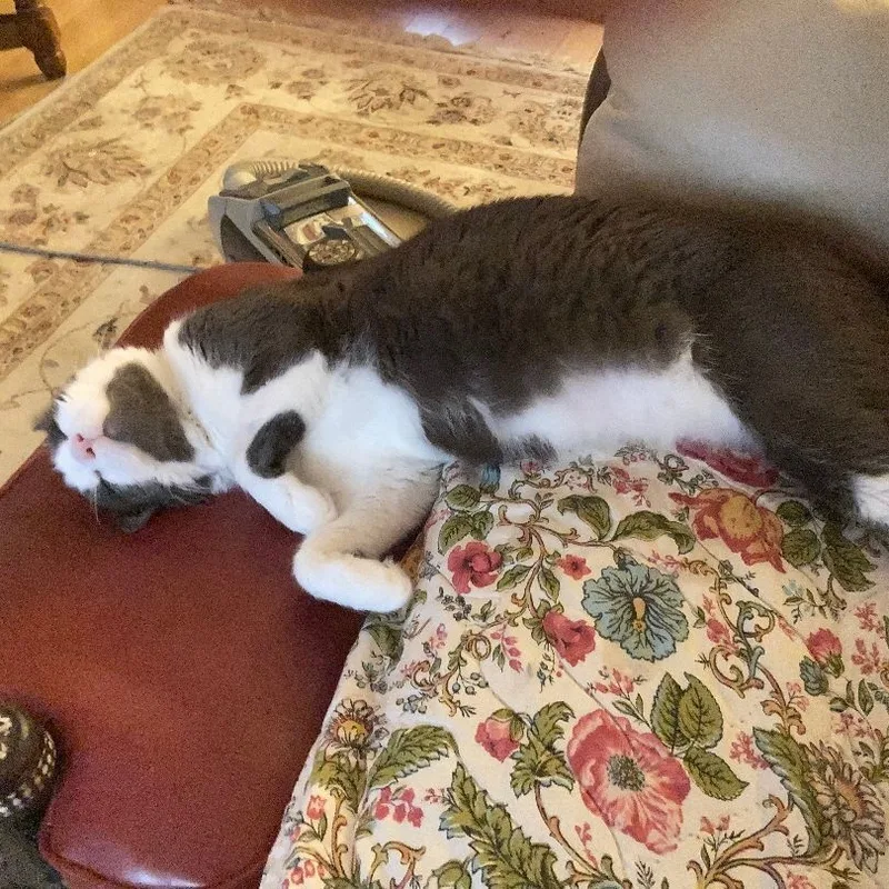 An adult large-sized male Gray & White Domestic Short Hair cat named Grover for adoption in Bloomfield, NJ