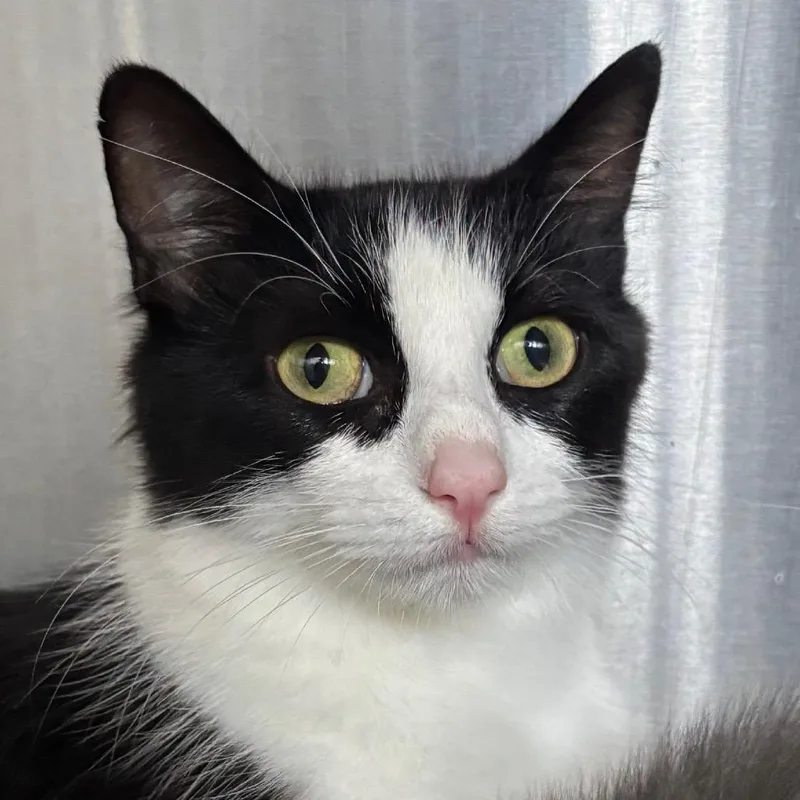 An adult medium-sized female Black Domestic Medium Hair cat named Suzuki for adoption in Naperville, IL