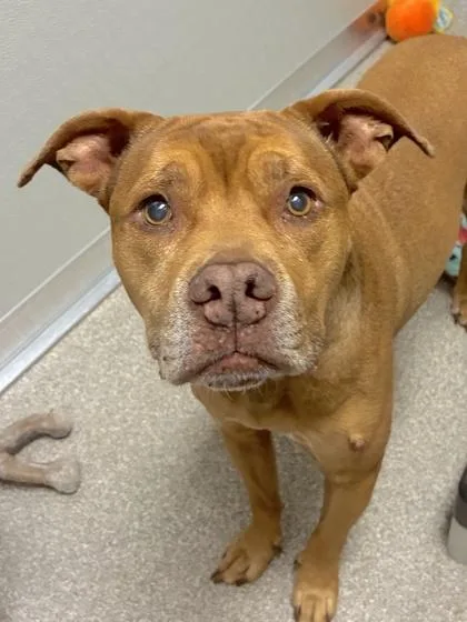 A senior large-sized female Pit Bull Terrier dog named Meow for adoption in Mason, MI