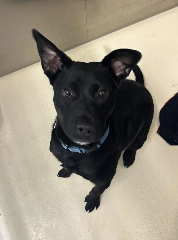An adult medium-sized male Black German Shepherd Dog dog named Croc for adoption in Kalamazoo, MI