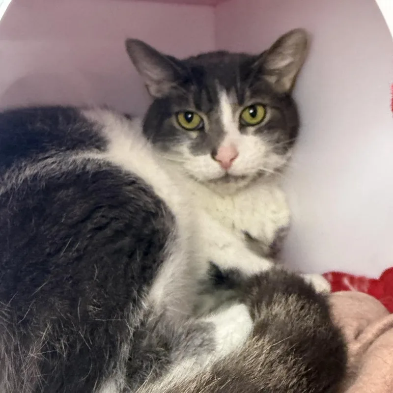 A senior large-sized male Domestic Short Hair cat named Houston for adoption in Los Angeles, CA