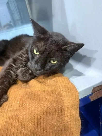 An adult medium-sized male Domestic Short Hair cat named Frank for adoption in Port Allen, LA