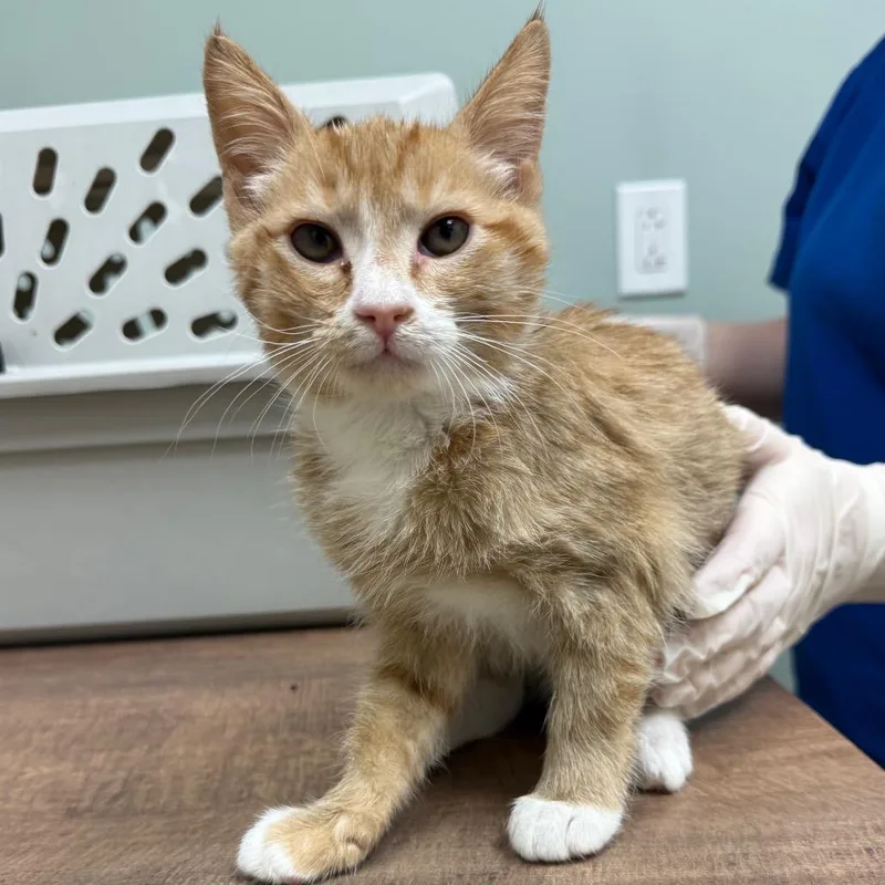 A baby small-sized male Orange / Red Domestic Short Hair cat named Fanta In Stevensville  for adoption in Alexandria, VA