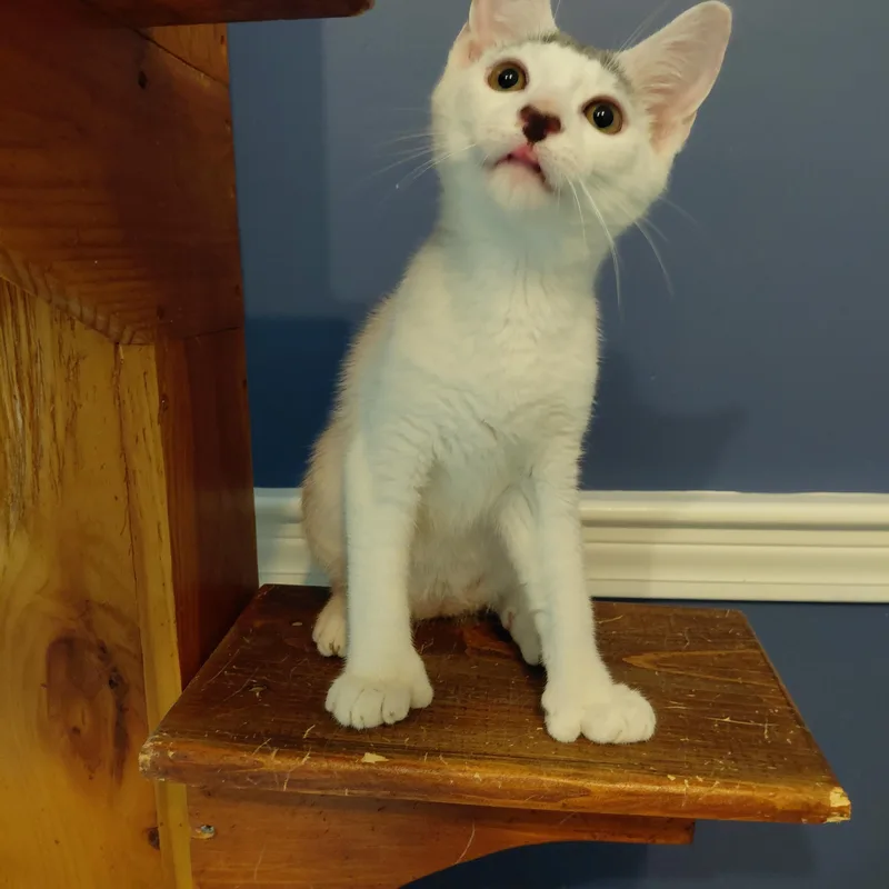A baby medium-sized male White Domestic Short Hair cat named Rupert for adoption in Littleton, NH