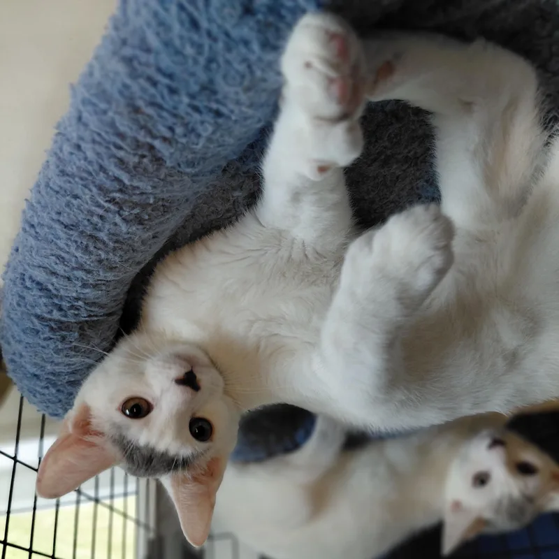 Rupert thumbnail 3