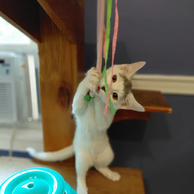 Rupert thumbnail 4