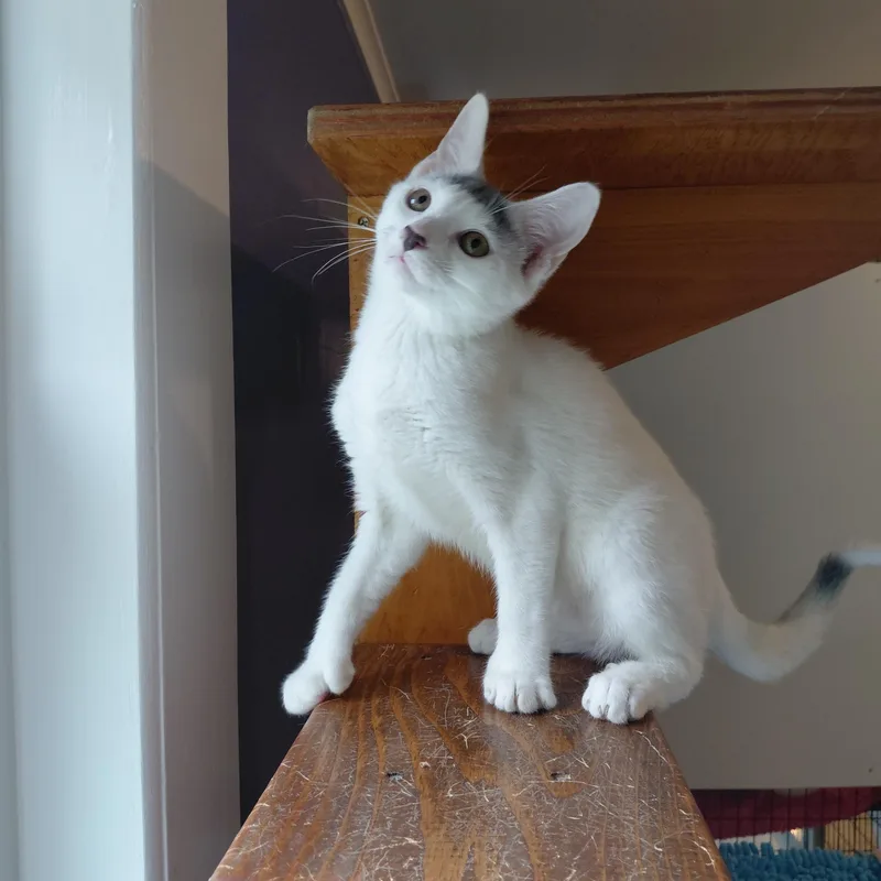 Rupert thumbnail 5