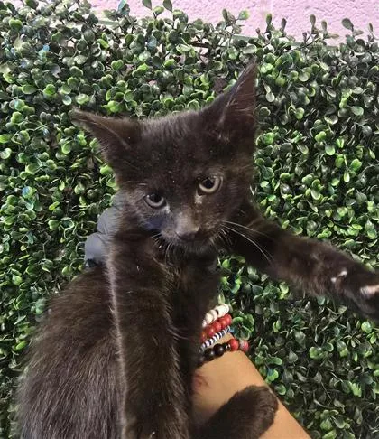 A baby small-sized female Black Domestic Short Hair cat named 61101709 for adoption in El Paso, TX