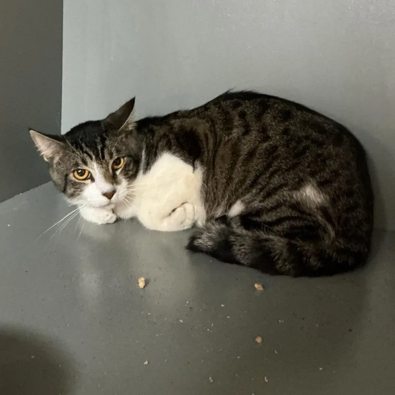 An adult medium-sized male Gray / Blue / Silver American Shorthair cat named Earthquake for adoption in Newberg, OR