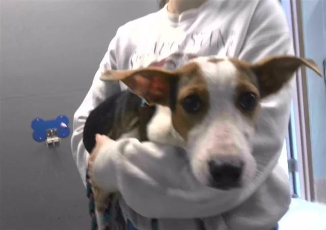 A young small-sized male Pit Bull Terrier dog named Bruno for adoption in Tallahassee, FL