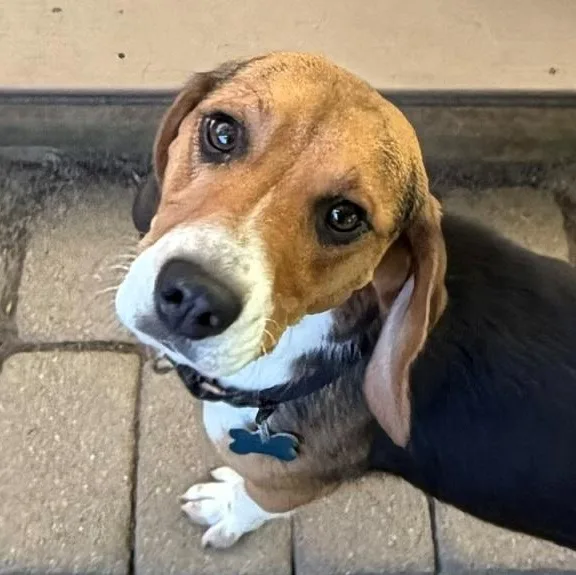 A young small-sized female Tricolor (Brown, Black, & White) Beagle dog named Selia for adoption in London, OH