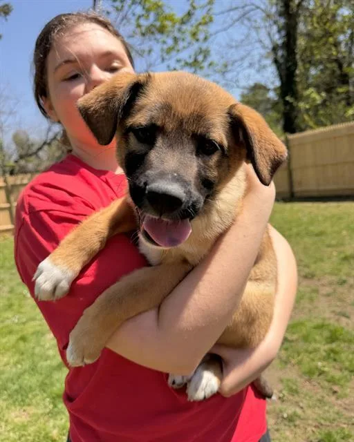 A baby medium-sized female Australian Cattle Dog / Blue Heeler dog named Nelly for adoption in Brewster, MA