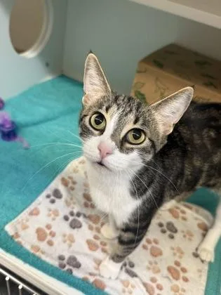 An adult small-sized female Brown / Chocolate Domestic Short Hair cat named Kanga for adoption in Harbor Springs, MI