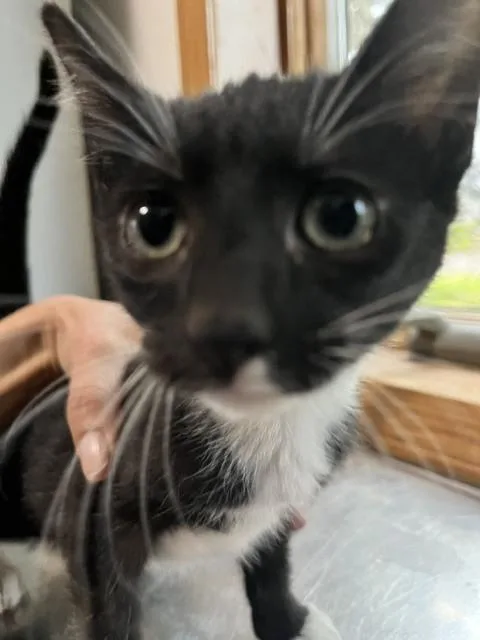 A baby small-sized male Black & White / Tuxedo Domestic Short Hair cat named Davis for adoption in Anoka, MN