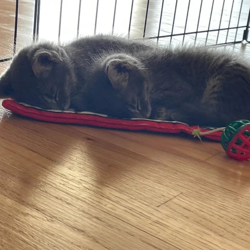 A baby small-sized female Gray / Blue / Silver Domestic Short Hair cat named Jinny for adoption in Escondido, CA