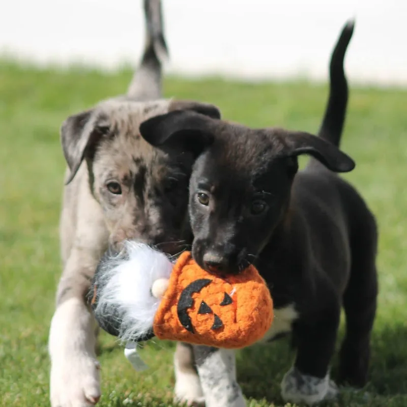 A baby large-sized male White / Cream Australian Shepherd dog named The "J" Litter for adoption in Kentwood, MI