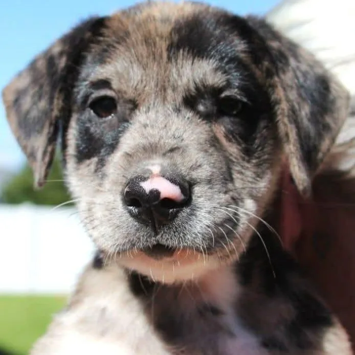 The "J" Litter thumbnail 3