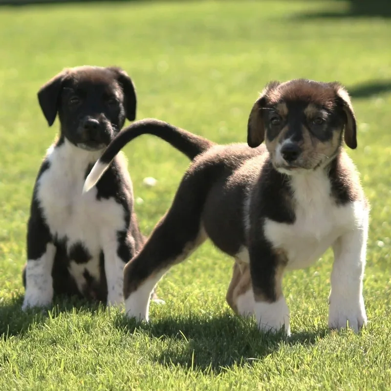 The "J" Litter thumbnail 4