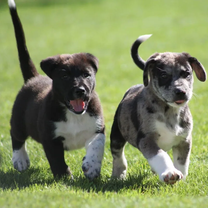 The "J" Litter thumbnail 5