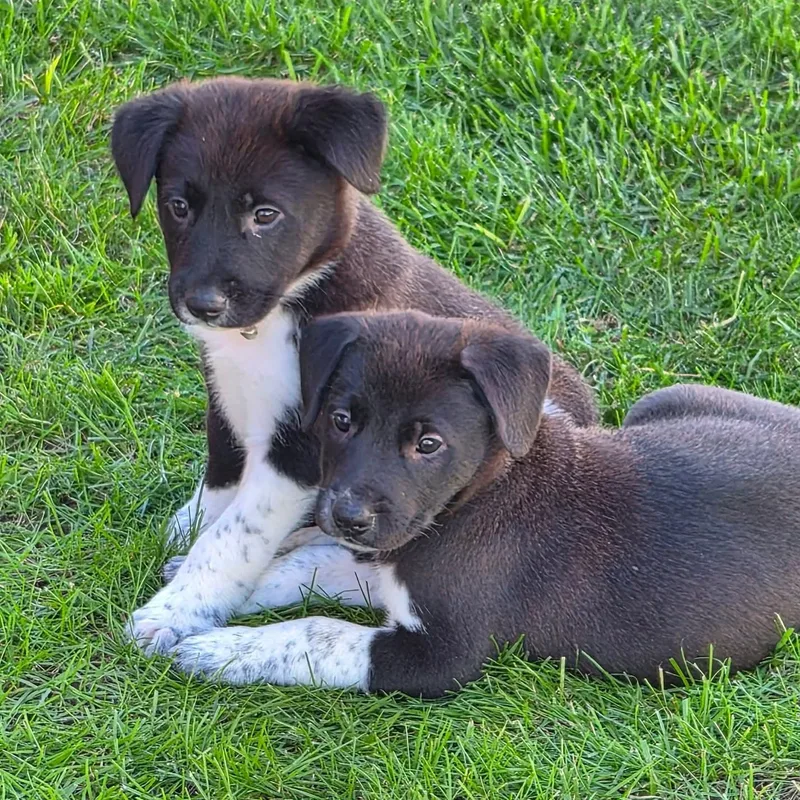 The "J" Litter thumbnail 6