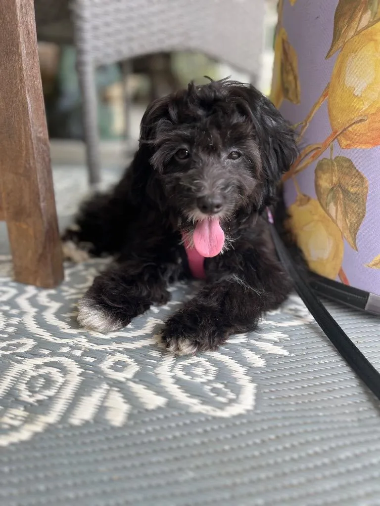 Poppy