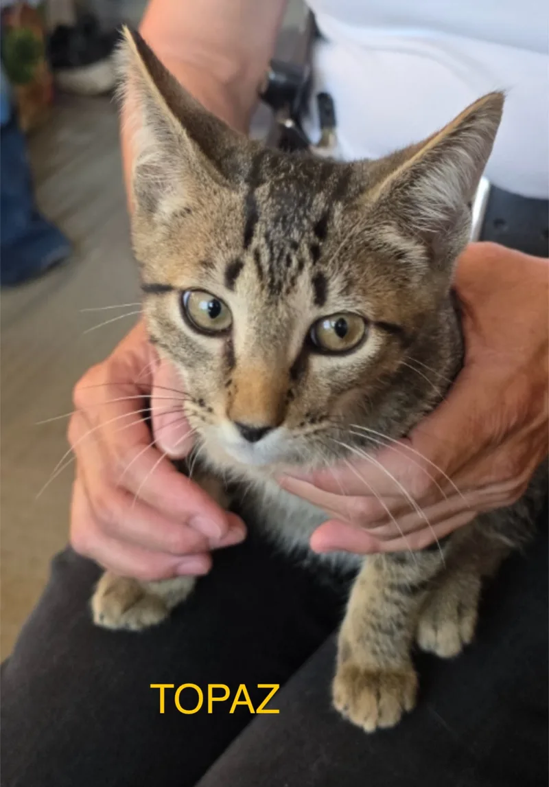 Topaz & Tourmaline ~ thumbnail 2