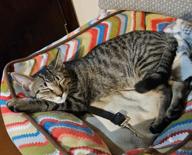 Topaz & Tourmaline ~