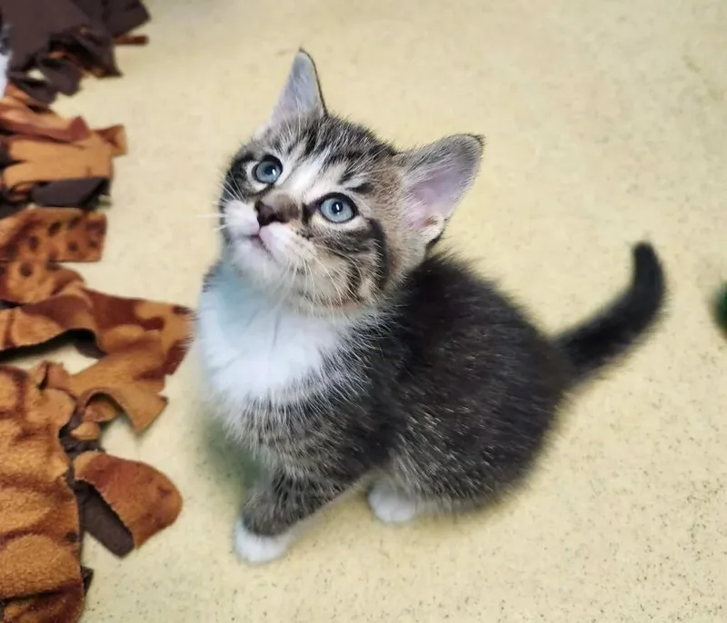 A baby medium-sized male Tabby (Tiger Striped) Domestic Short Hair cat named Olivier for adoption in Reynoldsburg, OH