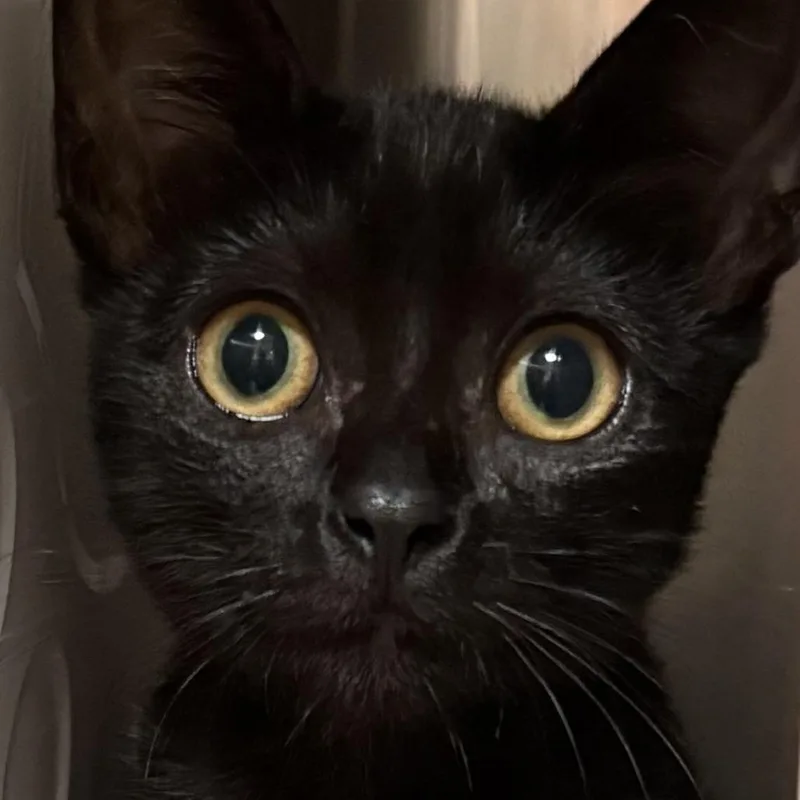 A baby small-sized female Domestic Short Hair cat named Corsica for adoption in Los Angeles, CA