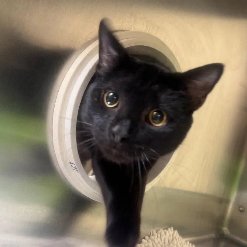 An adult large-sized male Black Domestic Short Hair cat named Hardy for adoption in York, PA