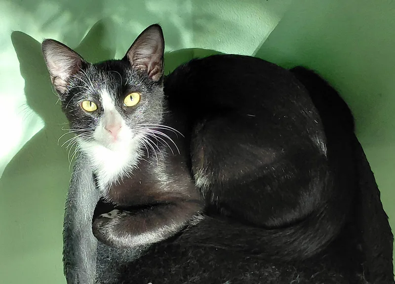 A young medium-sized male Black & White / Tuxedo Tuxedo cat named Samuel for adoption in Melbourne, FL