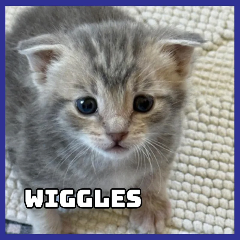 Wiggles