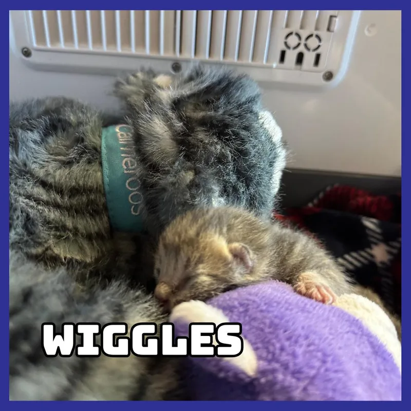 Wiggles thumbnail 2