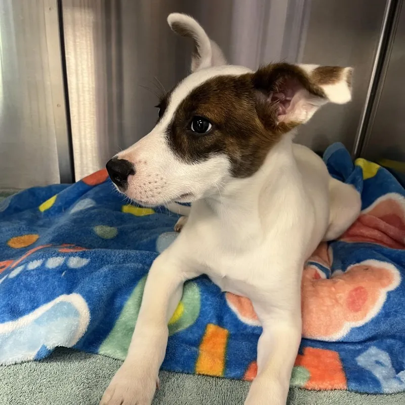 A baby medium-sized male White / Cream Mixed Breed dog named Boots for adoption in Madisonville, TN
