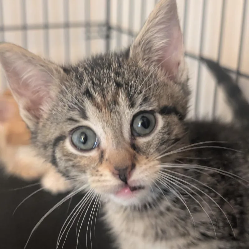 A baby small-sized female Domestic Short Hair cat named Baked Bean for adoption in Portage, MI