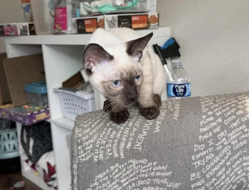 A baby medium-sized female Siamese cat named Mantis for adoption in Richardson, TX