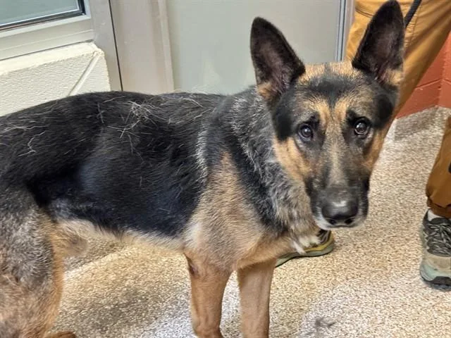 An adult medium-sized male German Shepherd Dog dog named Axle for adoption in Colorado Springs, CO