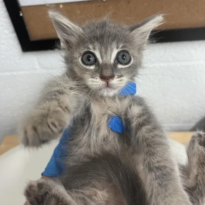 A baby small-sized female Gray / Blue / Silver Domestic Short Hair cat named Josie for adoption in Edinburg, TX