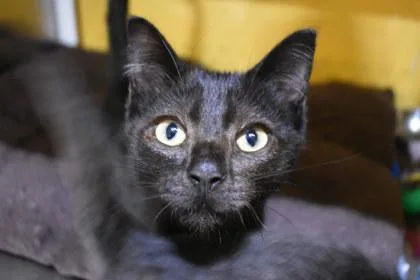 A young large-sized male Domestic Short Hair cat named Dragon for adoption in Kansas City, MO