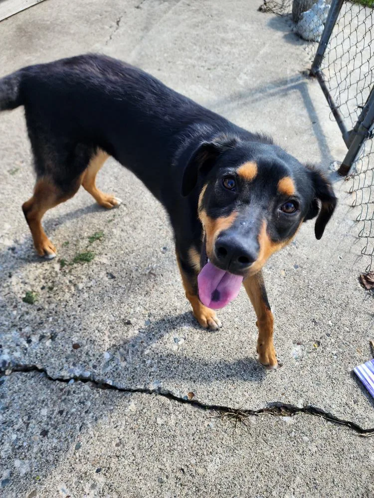 A baby medium-sized male Shepherd dog named Paxton for adoption in Coldwater, MI