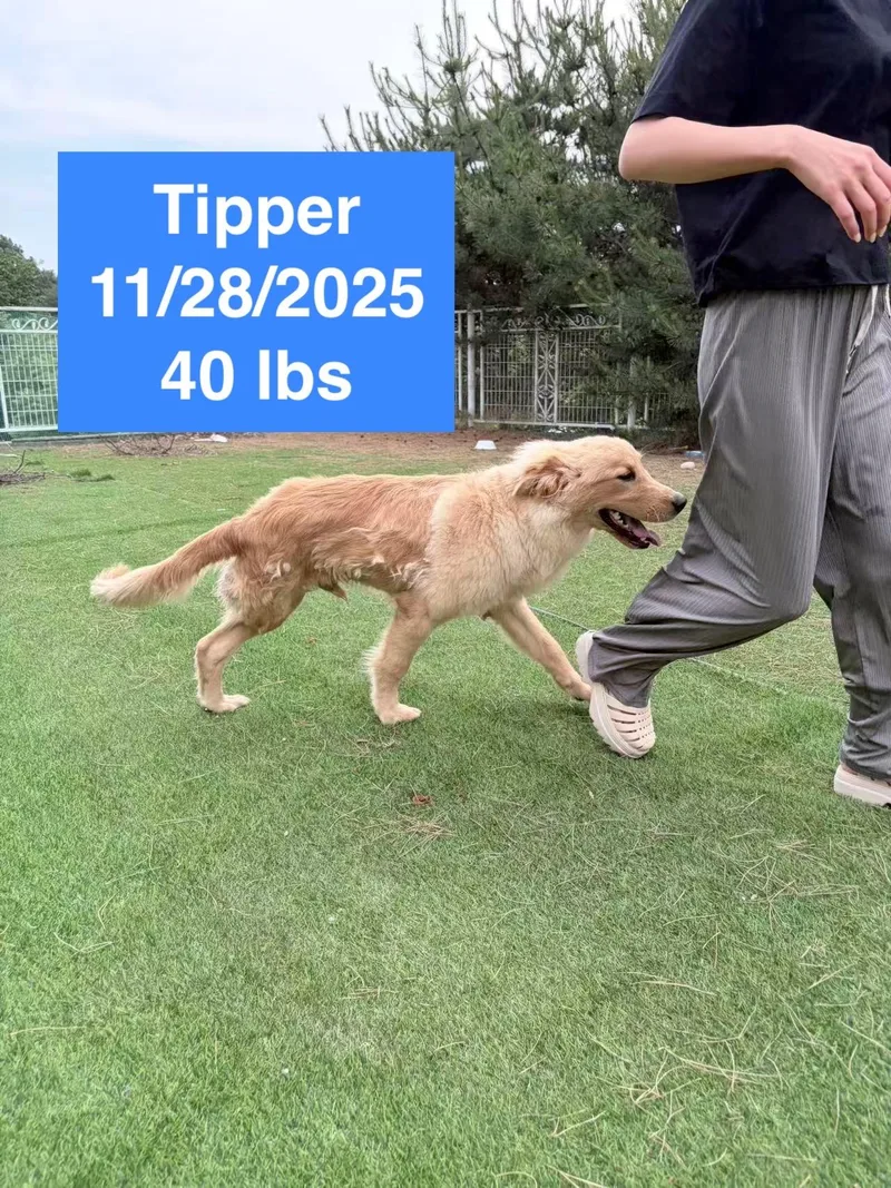 Tipper