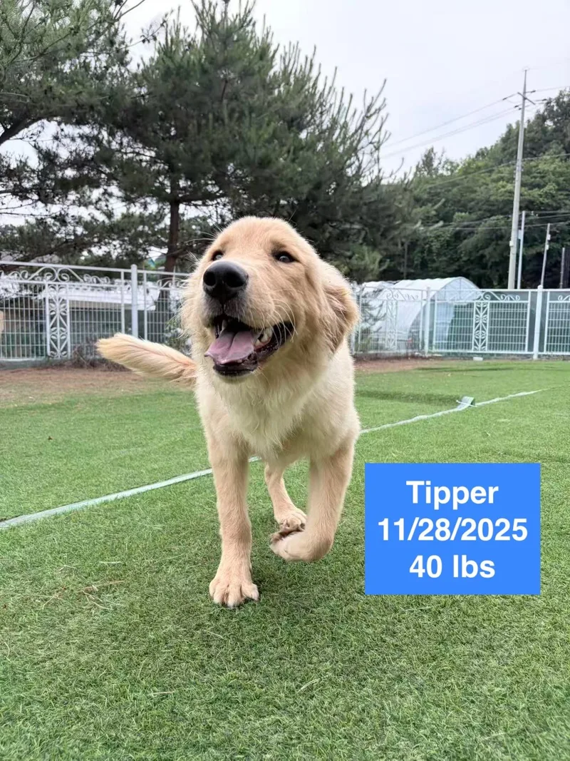 Tipper thumbnail 2