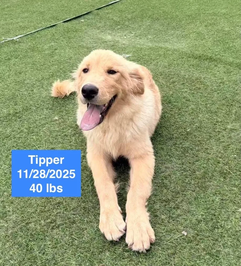 Tipper thumbnail 3