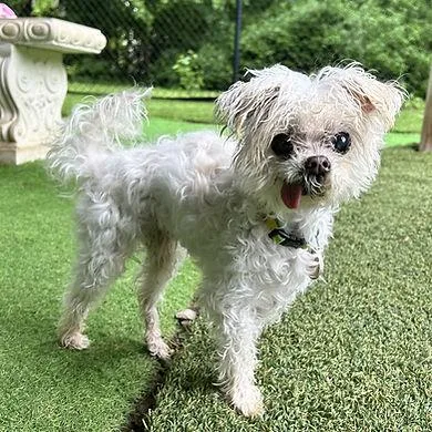 A senior small-sized male Maltese dog named Niko for adoption in Huntington, NY