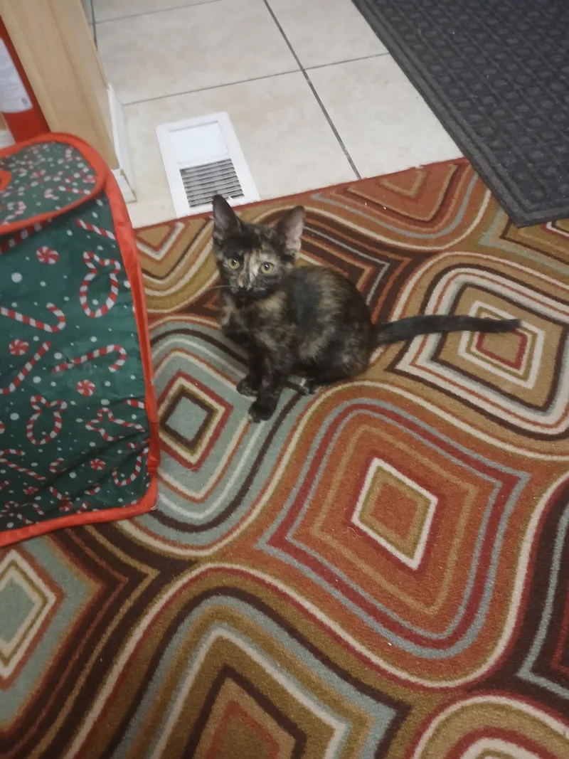 A baby small-sized female Tortoiseshell cat named Tami for adoption in El Mirage, AZ